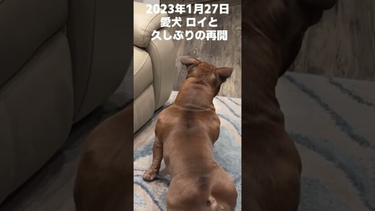 愛犬ロイと久しぶりに再会したら意外な行動に！？ #Short