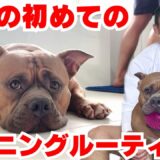 愛犬ロイの初めてのモーニングルーティンを撮りました！【アメリカンブリー】