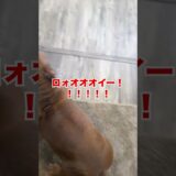 【恭司とロイ】可愛すぎるピットブルと嬉しすぎる飼い主の再会 inフロリダ #アメリカンブリー #堀口恭司 #格闘家