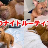 愛犬ロイの初めてのナイトルーティンを撮りました！【堀口恭司からお知らせ】