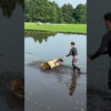 先日の茶摘みと同時に、静岡県へ田植えもしてきました。 お米を語るなら、まず自ら育てるところから🌾  #こめお#闘う料理人  #割烹こめを