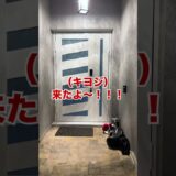 堀口恭司の愛犬ロイと妻との再会のはずが家族が増えてました！w