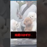 わんこのキスシーンのはずが…今日のワンコ #ワンコ #バズ動画ラボ