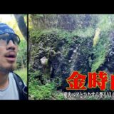 【ベア登山#4】金太郎ゆかりの山を登る【神奈川／静岡・金時山】