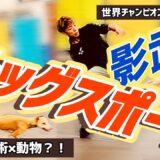 【ドッグスポーツ×影武流】犬と調和し身体でディスクを飛ばす🔥脱力が要の”ディスクドッグの世界”とは？！犬【異種コラボ】