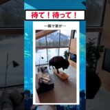 豪邸が一瞬で粉々に… #美女 #バズ動画ラボ