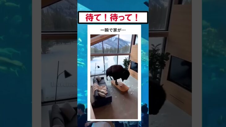豪邸が一瞬で粉々に… #美女 #バズ動画ラボ
