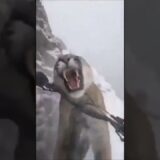 ピューマに雪山に遭遇 #美女 #バズ動画ラボ