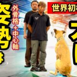 【前代未聞の初検証!?】世界チャンピオンペアに影武流の姿勢を導入！？トリック技”フットストール”でいったい何が変わるのか？！影武流の姿勢×ドッグスポーツ🔥